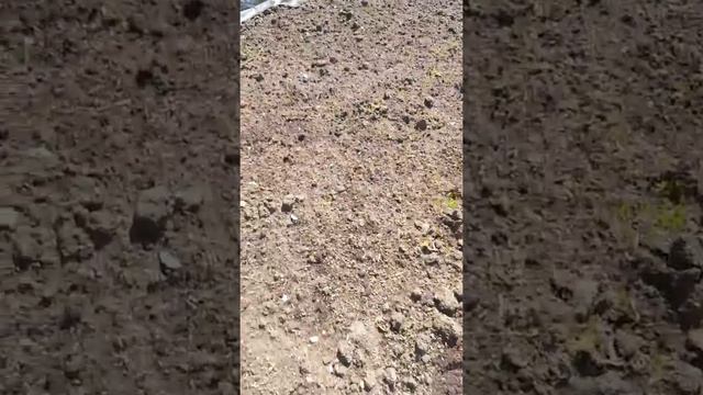 #Айлинингазонсвоимируками 6 дней после посева газона!