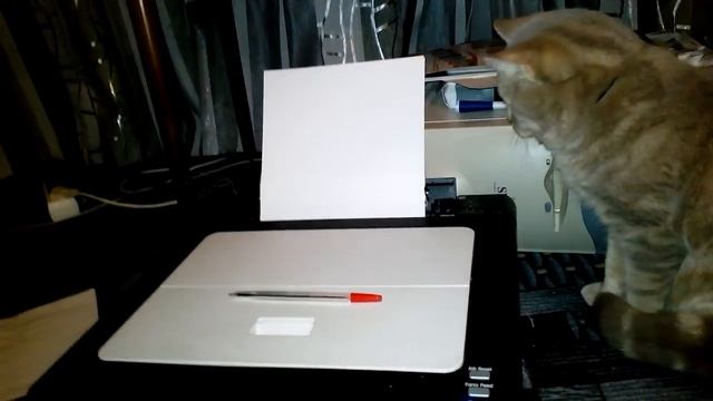 Кошка против Принтера! ( Cat vs. Printer ) смотреть онлайн