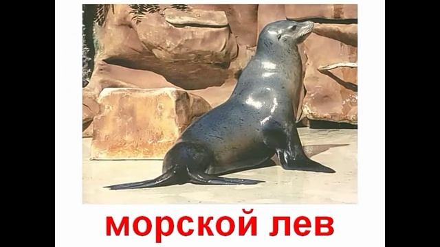 Животные морские млекопитающие смотреть онлайн