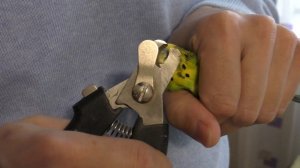 как подстричь клюв волнистому попугаю