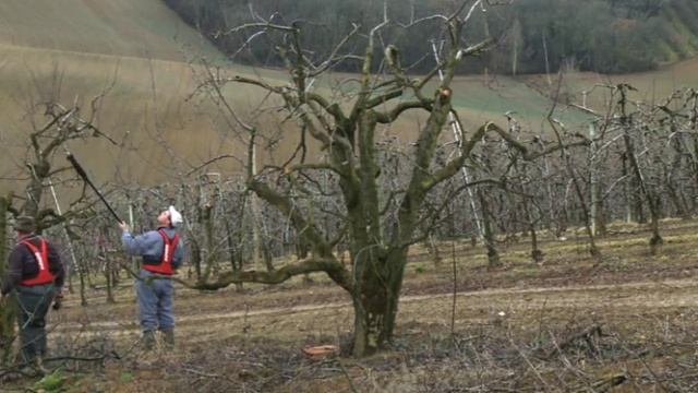 Електро секатор -Infaco / Electronic pruning shears смотреть онлайн