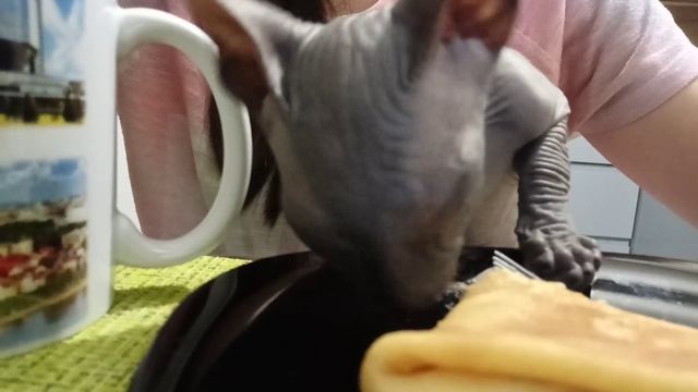 Сфинкс ест блины с мясом смотреть онлайн