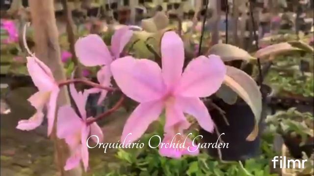 Cattleya Nobilior Amaliae Vinicolor