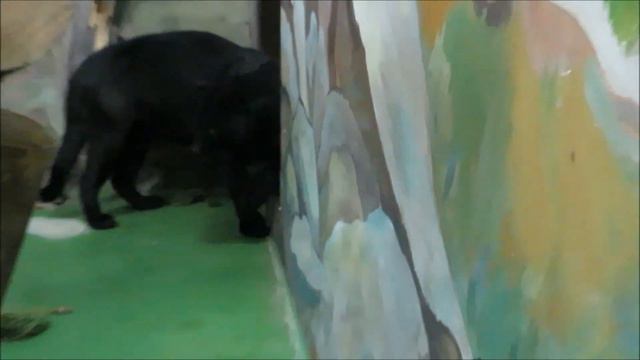 Ягуар Белла очень любит общаться 23.12.2020 смотреть онлайн