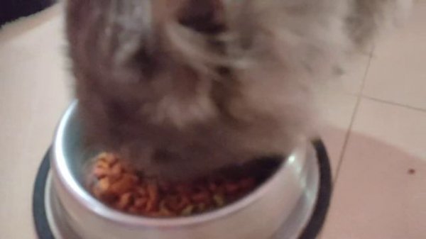 Cat Review WHISKAS Cat Food / Dry Cat Food /Food For Persian Cats