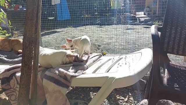 Жемчужинка и ее дела 😉 питомник чихуахуа Кастропуло Крым