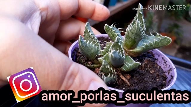 SUCULENTA Faucaria Tigrina  Parece Una Boca De Lobo ?