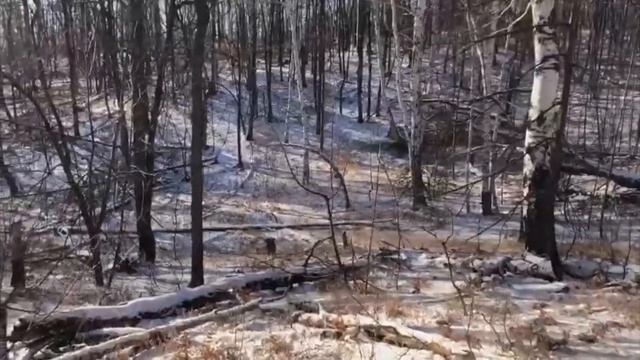 Добор подранка лося смотреть онлайн