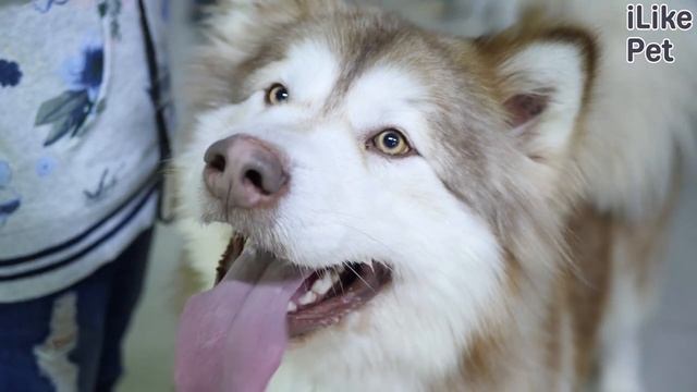 Особенности породы маламут