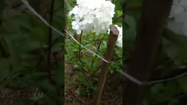 Моя любимая гортензия смотреть онлайн