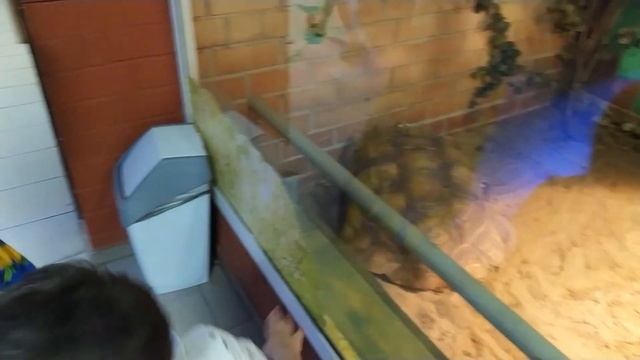 Екатеринбургский зоопарк! zoo in Yekaterinburg! 2020 смотреть онлайн