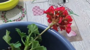 Пересадка пеларгонии после покупки???