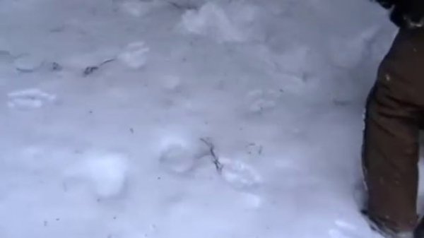 Voyageur Quest - Trapping Techniques (1)