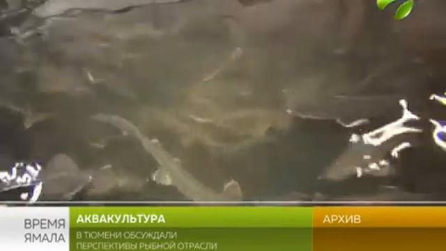 Аквакультура. Ямал ещё в начале пути, но система уже разработана смотреть онлайн