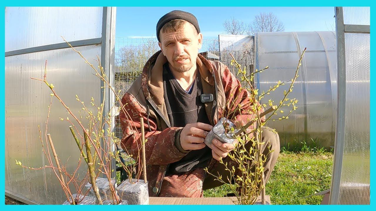 Посадим голубику, индюшата, электропастух, сколько осталось сена , что опять с водой в колодце и др! смотреть онлайн