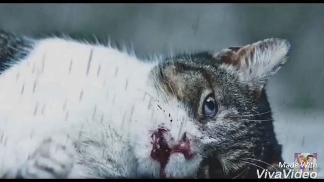 Я заплакала уродливый кот смотреть онлайн