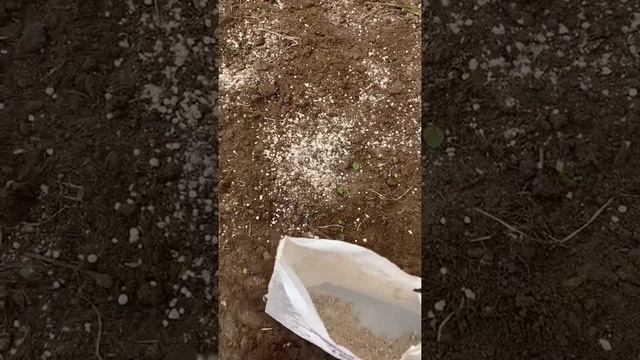 Наконец-то высадила огурцы?и попутно собрала урожай отличного редиса? смотреть онлайн
