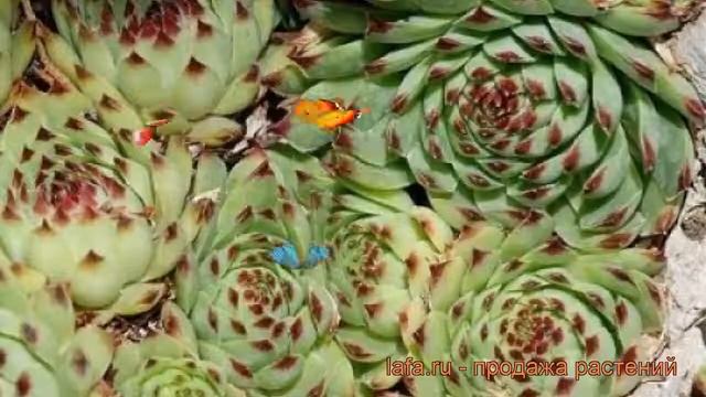 Молодило известковое (sempervivum) ? известковое молодило обзор: как сажать, рассада молодила смотреть онлайн