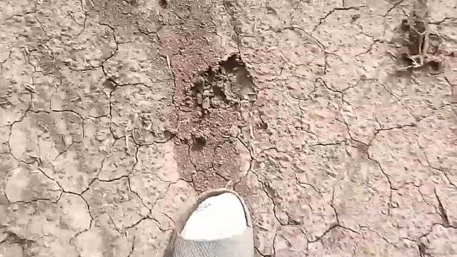 Как выглядят следы козы и касуль смотреть онлайн