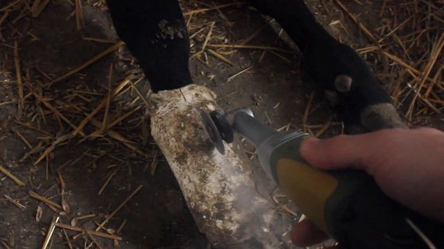 Лечим со студентом перелом у телёнка. смотреть онлайн