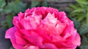 роза новинка ДЖУЛЬЕТТА ЦЕРИЗ ((( посадка весна 2022 (JULIETTA CERISE)