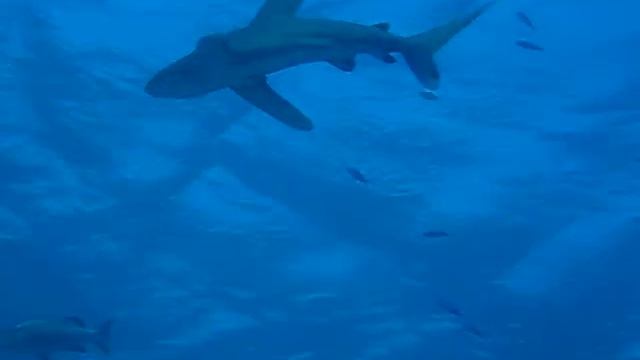 Черноперая океаническая акула на Тистельгорме смотреть онлайн