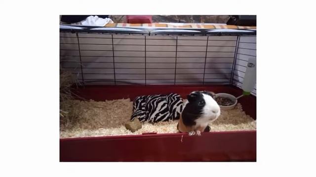 Стоит ли покупать клетку для морских свинок Savic 50 49 100 отзывы поддон прочный пластик без запах смотреть онлайн