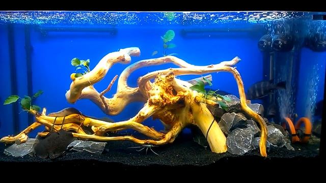 Засаживаем Ккорягу (Plant Korago) смотреть онлайн