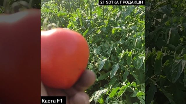 Томат Каста F1 #помідори #томат #супер #томаты смотреть онлайн
