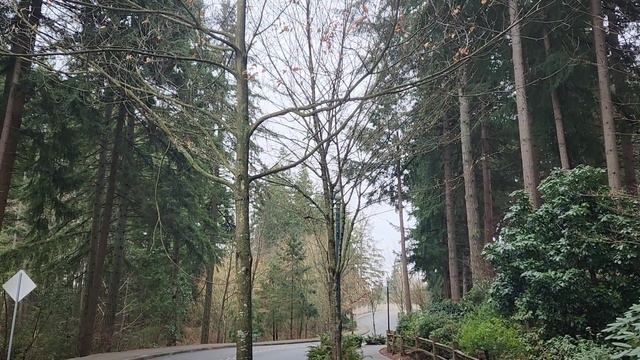 Рододендрон, Вечнозелёный штат Вашингтон, evergreen state of Washington, Rhododendron смотреть онлайн