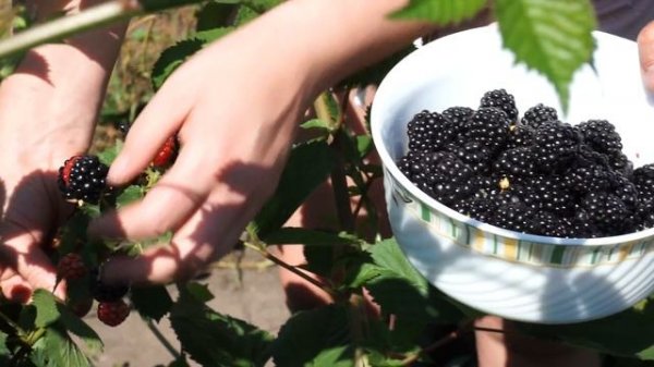 Ежевика Triple Crown (Тройная корона)