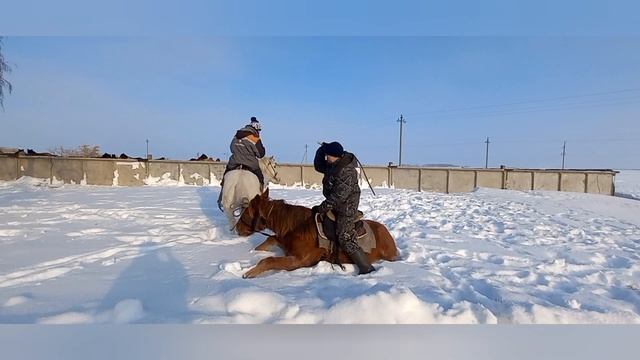 Обучение Жеребчика 1,5 года . Как правильно нужно обучать! смотреть онлайн