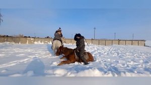 Обучение Жеребчика 1,5 года . Как правильно нужно обучать!