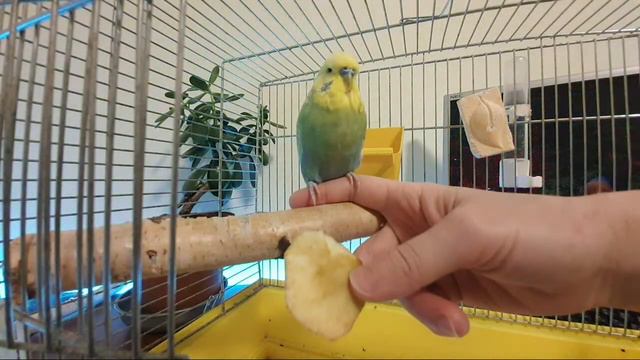 21й день. Уже 3 недельки мы с Вами приручаем Арчи!