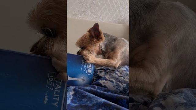 йоркширский терьер смотреть онлайн