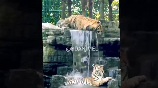 Cute-cat-Funny-cat-Cute-Animels-Vedios-F_29.mp4