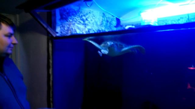 черепаха зеленая суповая кушает смотреть онлайн