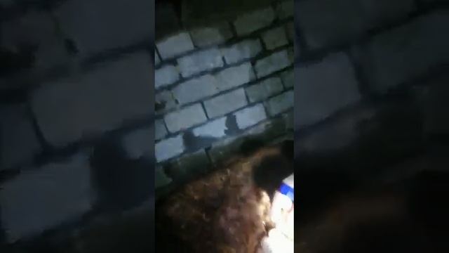 СИЫРДЫҢ ІШІ КЕУІП КЕТКЕН ЖЕЛ ҚАРСЫП ҚАЛҒАН НЕ ІСТЕУГЕ БОЛАДЫ | КЕРЕМЕТ. смотреть онлайн