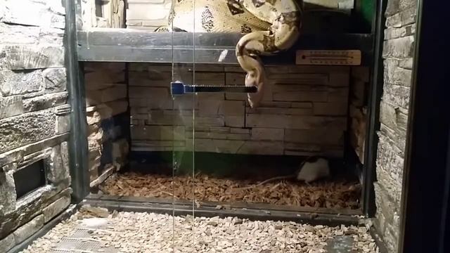 Feeding the boa constrictor смотреть онлайн