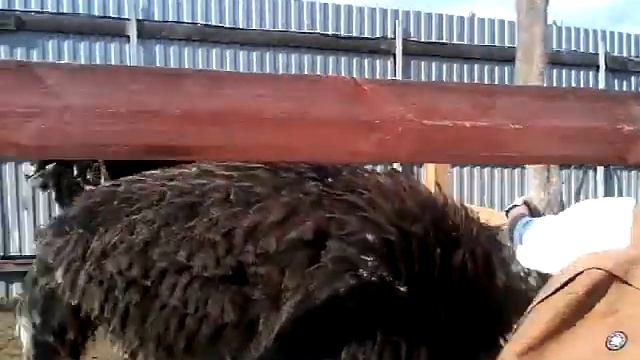 Страусиный двор в омском парке 30-летия ВЛКСМ, часть 15. Как гладили страуса :) смотреть онлайн