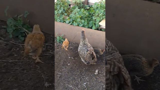 клуша и цыплята смотреть онлайн