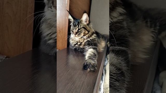 #рекомендации #mainecoon #мейнкун #воронеж #смешныеживотные #mainecooncats смотреть онлайн
