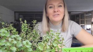 Какие СОРТА МЯТЫ есть у Ани, чем отличаются и как выглядят. 17 видов мяты для Вашего сада и огорода