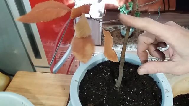 Пересадка яблони бонсай смотреть онлайн