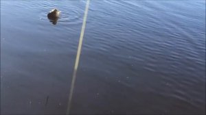 Рыбалка на Айдыкуле