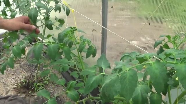 обзор капусты белокочанной, сорт томата Розовый сбор и томаты Агат 16 мая 2021 смотреть онлайн