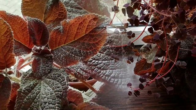 5 нетривиальных растений на северном окне смотреть онлайн