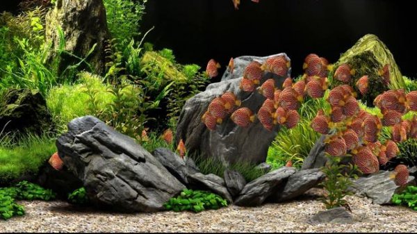 Dream Aquarium - Red Tiger Discus (4K)