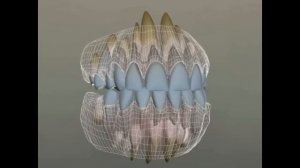 Как режутся зубы у ребенка. Порядок прорезывания зубов