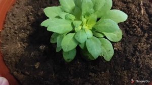 Самая компактная петуния.Синдерелла.Мамбо и Джолли.